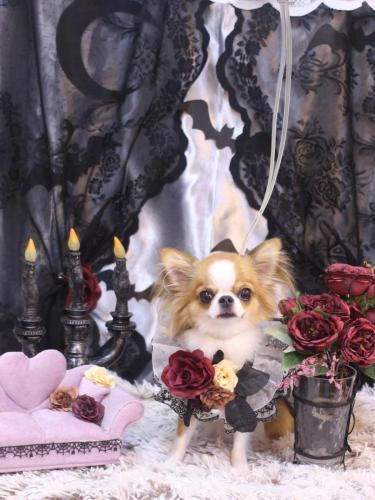 20231028プリューくん